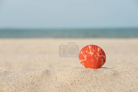 Téléchargez les photos : Coquille dans le sable fermer - en image libre de droit