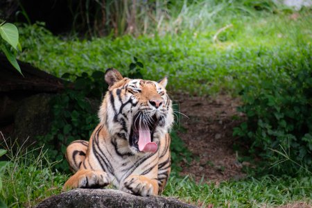 Téléchargez les photos : Tigre bâillement de près - en image libre de droit