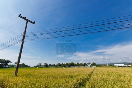 Foto de Campo de arroz, lugar de viaje en el fondo - Imagen libre de derechos