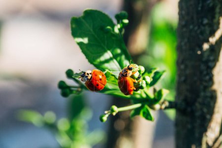 Photo for Ladybugs on green leaves  on nature background - Royalty Free Image