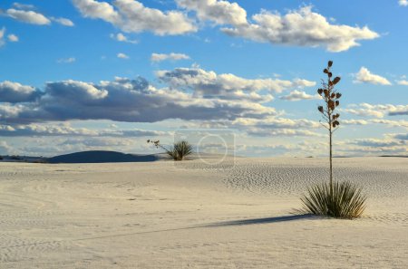 Photo for "Yucca plants growing in White Sands National Monument" - Royalty Free Image
