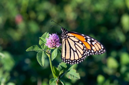 Téléchargez les photos : Vue rapprochée du papillon dans la nature - en image libre de droit