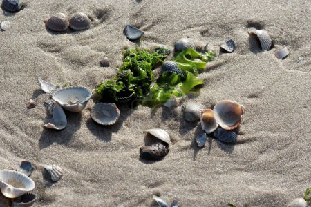 Foto de Concha verde en la playa - Imagen libre de derechos