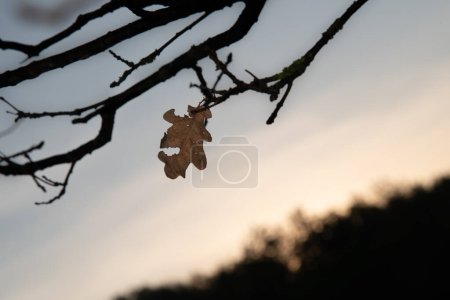 Téléchargez les photos : Feuille seule sur branche d'arbre - en image libre de droit