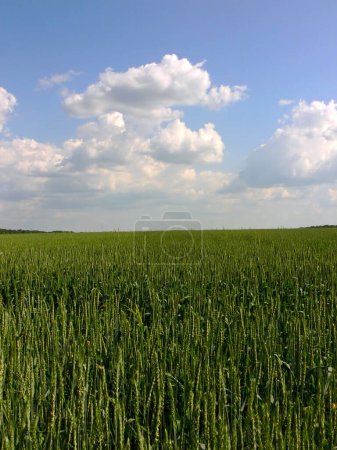Photo for Barley field scenic view - Royalty Free Image