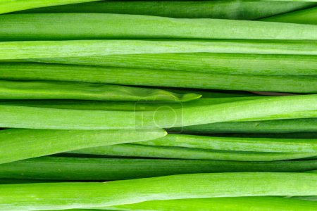 Photo for Green onion, close up - Royalty Free Image