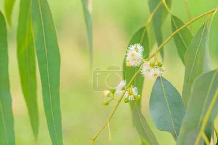 Téléchargez les photos : Vue rapprochée des feuilles d'eucalyptus - en image libre de droit