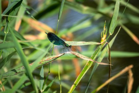 Photo for Dragonfly insect in nature, bug life - Royalty Free Image