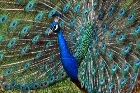 Photo for Tropical peacock bird showing colorful tail - Royalty Free Image