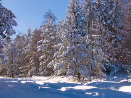 Foto de Primer plano de fondo hermoso bosque de montaña para el concepto de clima nevado - Imagen libre de derechos
