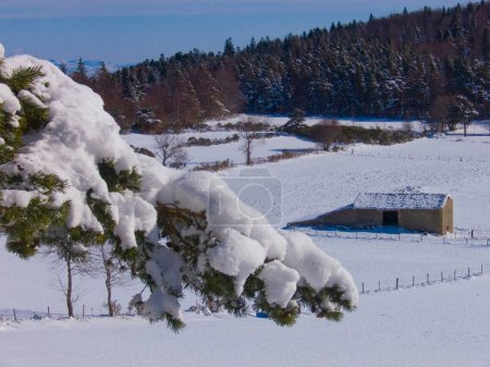 Téléchargez les photos : Gros plan d'un beau fond de forêt de montagne pour le concept de temps neigeux - en image libre de droit