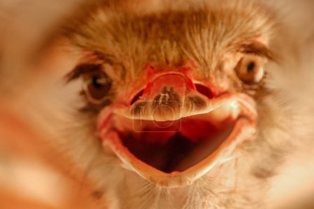 Téléchargez les photos : Oiseau d'autruche souriant gros plan - en image libre de droit