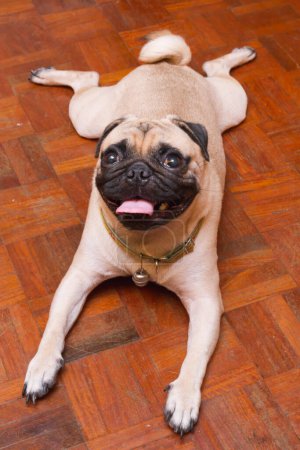 Téléchargez les photos : Un chien de carlin gros plan - en image libre de droit