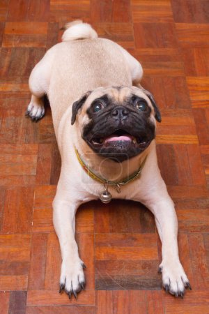 Photo for A Pug Dog  close up - Royalty Free Image