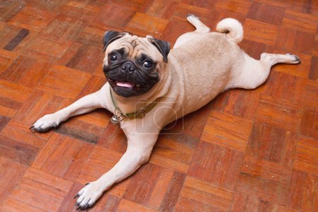 Téléchargez les photos : Un chien de carlin gros plan - en image libre de droit