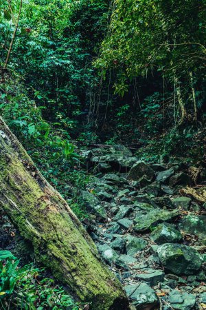 Téléchargez les photos : Vue panoramique de la forêt avec des arbres verts luxuriants - en image libre de droit