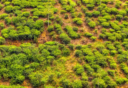 Téléchargez les photos : Plantation de thé vert vue aérienne - en image libre de droit