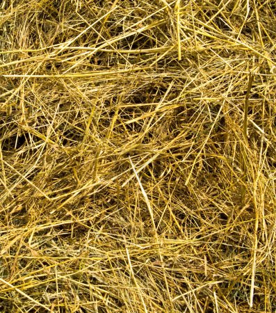Photo for Harvest with straw close up - Royalty Free Image