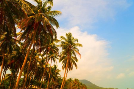 Téléchargez les photos : Paysages palmiers vue panoramique - en image libre de droit