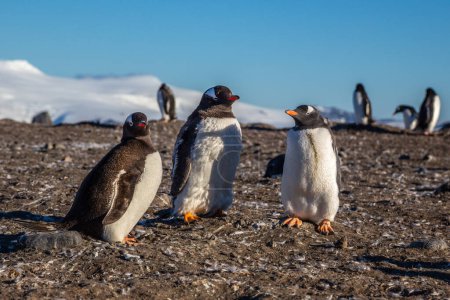 Foto de Gentoo familia pingüino ordenando la luz del sol - Imagen libre de derechos