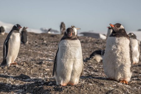 Foto de Gordo gentoo pingüino chavala que ordena el sol con su rebaño - Imagen libre de derechos