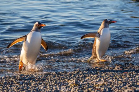 Foto de Un par de pingüinos mansos y húmedos que desembarcan de las aguas del océano - Imagen libre de derechos
