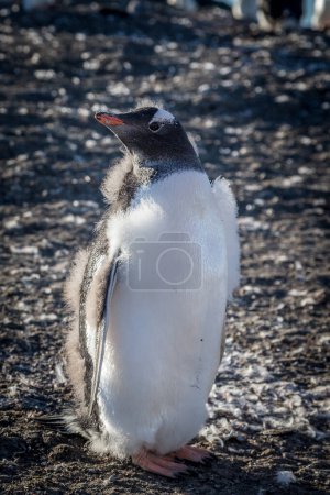 Foto de Peludo polluelo pingüino gentoo disfrutando de la luz del sol en la Barrera - Imagen libre de derechos
