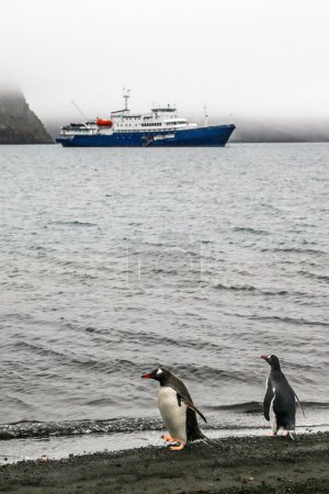 Foto de Gentoo pingüinos esperando el crucero en la costa - Imagen libre de derechos