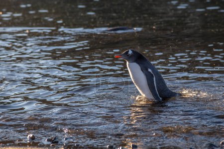 Foto de Pingüino suave y húmedo nadando en el agua del océano en la isla de Barrientos - Imagen libre de derechos