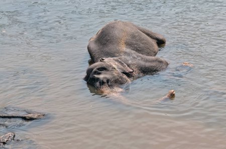 Téléchargez les photos : Éléphants d'Asie bain dans la rivière Ceylan. - en image libre de droit