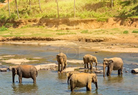 Photo for Asian Elephants bath in river Ceylon. - Royalty Free Image