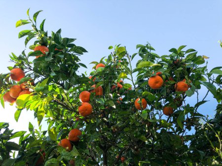 Téléchargez les photos : Oranges fraîches mûres sur un arbre dans les rayons du soleil - en image libre de droit