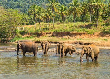 Foto de Elefantes en la naturaleza salvaje, vista diurna - Imagen libre de derechos