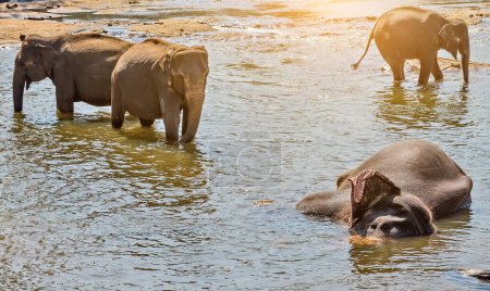 Téléchargez les photos : Troupeau d'éléphants dans la jungle rivière - en image libre de droit