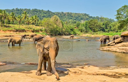 Foto de Baño de elefantes asiáticos en el río Ceilán. - Imagen libre de derechos