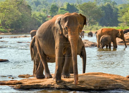 Photo for Elephants at wild nature, daytime view - Royalty Free Image