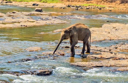 Téléchargez les photos : Elephant herd in jungle river - en image libre de droit