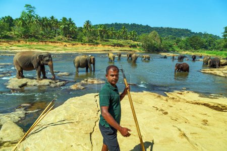 Foto de Baño de elefantes asiáticos en el río Ceilán. - Imagen libre de derechos