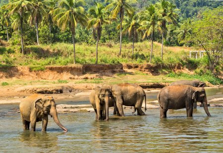 Téléchargez les photos : "éléphant dans la jungle rivière lavage loisirs plein air." - en image libre de droit