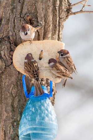 Foto de Gorriones comiendo pan, de cerca - Imagen libre de derechos