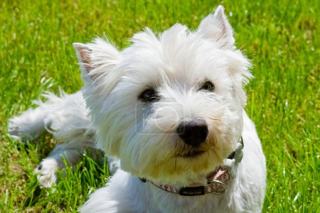 Téléchargez les photos : Portrait d'un chien blanc avec un col blanc - en image libre de droit