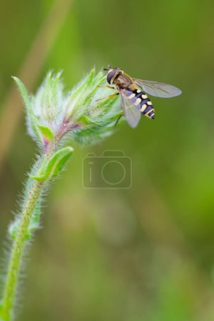 Foto de Esperma mosca encaramada en una pequeña flor silvestre - Imagen libre de derechos
