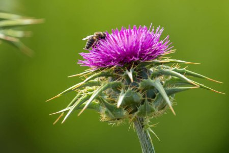 Téléchargez les photos : Abeille sur une fleur de chardon, pollinisant - en image libre de droit