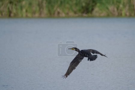 Photo for Black cormorant in flight over the river looking for fish - Royalty Free Image
