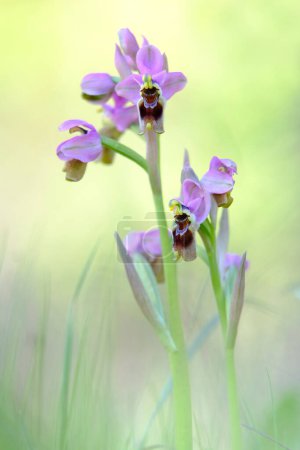 Photo for Ophrys Tenthredinifera. Beautiful floral background - Royalty Free Image