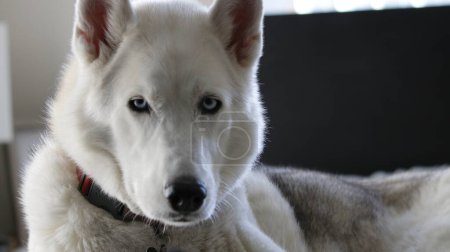 Photo for Gray Adult Siberian Husky Dog (Sibirsky husky) sleeping in his bed - Royalty Free Image