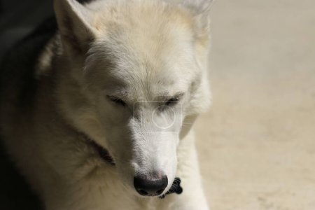 Téléchargez les photos : Portrait d'un chien - en image libre de droit