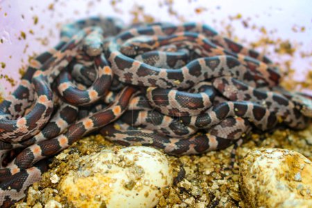 Téléchargez les photos : Pile de bébés serpents de maïs qui viennent d'éclore hors de l'œuf - en image libre de droit