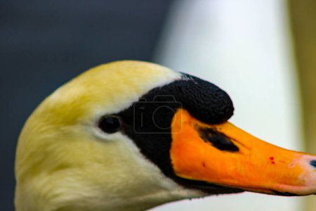 Photo for Mute swan head shot, Cygnus , beautiful animal - Royalty Free Image