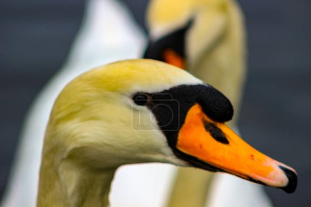 Photo for Mute swan head shot, Cygnus , beautiful animal - Royalty Free Image
